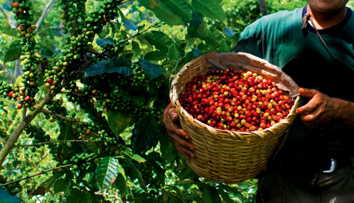 Caficultores de Portuguesa y Lara exigen precios justos para la cosecha