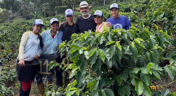 La cosecha de café en Venezuela crecerá 15% en 2026-2027